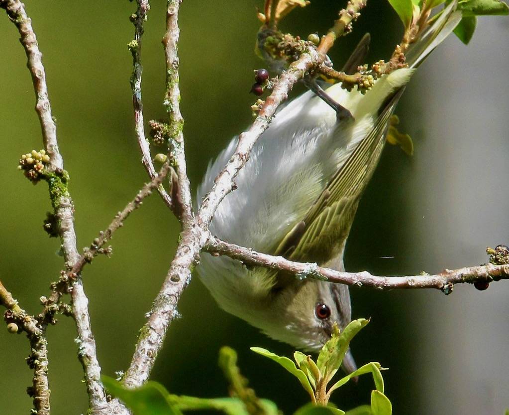 Vireo olivaceus / Verderón ojirrojo / Red-eyed Vireo by felixú is licensed under CC BY-SA 2.0.